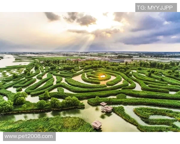 盐城湖与伐木者的对决探讨生态保护与资源开发的平衡之道